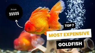 World's Most Expensive Goldfish