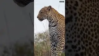 &ldquo;How a Cheetah Survives in the Wild | Calm Jungle Observation&rdquo;