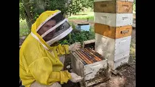 What's this in my hive?  Beekeeping Problems!!!!
