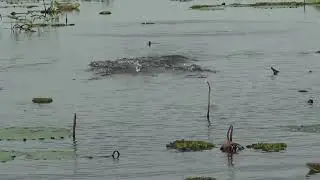 Topwater Strikes Mama Toman Snakehead Fishing Thailand 🇹🇭 2024