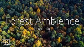 [EPIC 4k Cinematic Video] Cinematic Forest Ambience (Ambient Sound)
