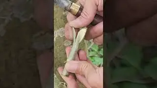 happy tree grafting #2698