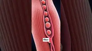 Muscle memory is real.You don&rsquo;t lose your gains &mdash; your body stores them at the cellular level.