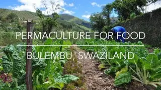 Feeding 370 Orphans with a permaculture garden, Swaziland