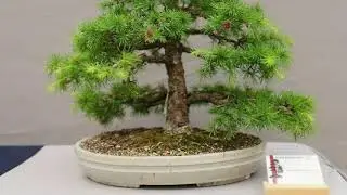 6th Bonsai exhibition 2019 from the Bonsaiclub Berlin & Freunde 2