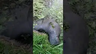 Manatee climbing onshore to eat