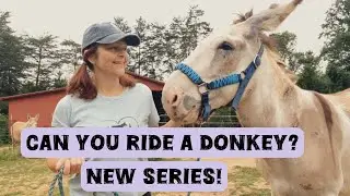 Can you ride a donkey? What you need to know to get started!