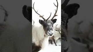 TOP 3 curiosit&eacute;s sur le caribou