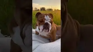 Bully needs people love #funny  #mypug #puppy #bulldog