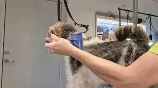 New Era K9 Care Hundsalong trimning