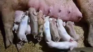 11 healthy piglets #duroc #petrain #hograiser #backyardfarming