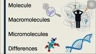 What are Macromolecules and Micro molecules,