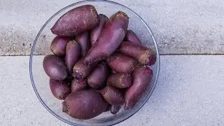 Rote Bete Fermentieren