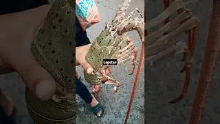 lopstar || লপস্টার#shorts#virul #digha #digha_tour #fishmarket #seafood