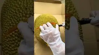 Durian - Durio - Durio Zibethinus - Malvaceae - Tropical Fruit #durian #durio #fruit #shorts #short