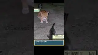 Pokemon Battle of Orange Cat vs Kittens #pokemon #pokemonmeme #funnycats #pokemonbattle