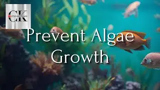 How to Prevent Algae Growth