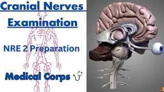 Cranial Nerves Examination / NRE 2 Preparation / Medical Corps 🩺