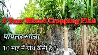 Poplar Plantation with Sugarcane | Poplar & Sugarcane Mixed Farming Success Story #rurallifereallife