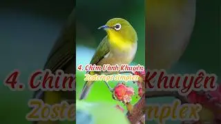 Top 10 Lo&agrave;i Chim Cảnh C&oacute; GIỌNG H&Oacute;T Hay Nhất Việt Nam #top10 #shorts #birdsong #animals #birds #top