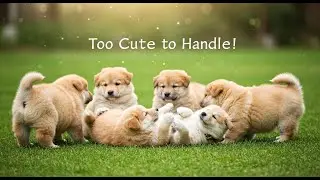 Chubby Puppies Doing the Cutest Fails &ndash; You Won&rsquo;t Stop Smiling