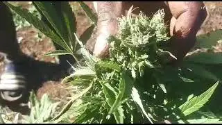 Running around the cannabis farms