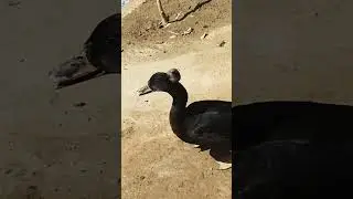 crested duck #duck #duckfarming #birds #goose #goldenmisrichicks #gujrat #animals