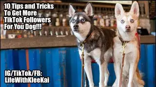 10 TikToK tips to get more followers for your dog