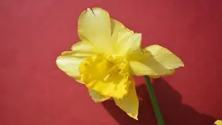 NARCISOS (Narcissus) PLANTAS ORNAMENTALES