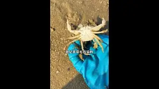 Go fishing at low tide and catch a variety of seafood. #fish #crab #squid #labster #fishing
