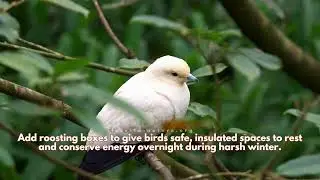 How to Help Overwintering Birds in Your Backyard