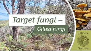 Fungi for Function: target species (gilled fungi)