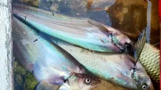 ALHAMDULILLAH... FULL STRIKE || MANCING CASTING LAIS TEMBIRING KALIMANTAN