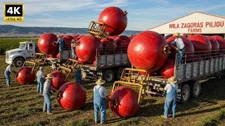 How Are Mila Zagoras Piliou Apples Made? From Seed to Harvest (Full Process)