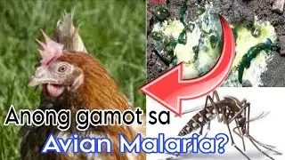 Paano gamutin ang avian malaria sa manok? At ano ang mga sintomas nito? 