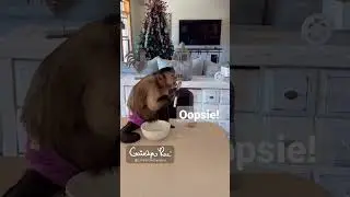 My Bad, I Was Hungry 🤣🐒 #cute #funny