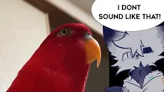 this streamer laughs like a THE PARROT