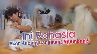 EKOR KUCING KEMBANG KAYA KEMOCENG BEGINI CARANYA