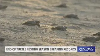Record-breaking turtle nesting season in Corpus Christi