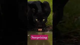 Surprising Animal Behavior Caught on Camera!