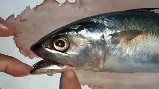 1913521037_Angelina Juniarta_Ikan Kembung_Praktikum Iktiologi 2020