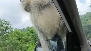 #monkey menace #mountabu#mountabutour#, nature #(3)