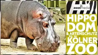 Cologne Zoo: HIPPODOM & Conservation | zoos.media