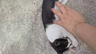 #cat #catlovers #sort