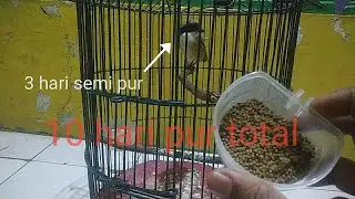 cara cepat-mudah agar burung ngepur pentet/cendet 3 hari semi pur, 10 hari pur total