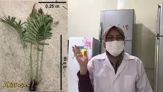 Teknik isolasi bakteri endofit