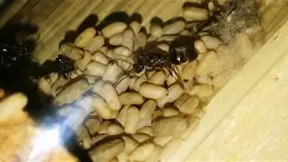 Lasius (Chthonolasius) sp. - Queen adopted on Lasius niger workers
