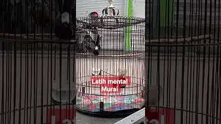 Latih mental Murai batu #gacor #muraibatugacor #masteranmurai