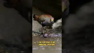 Platypus Venom! 😲🦐🤐