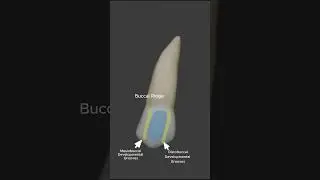 Maxillary Right Second Premolar | Tooth Anatomy (3D) #anatomy #science #dentist